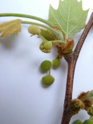 Platanus acerifolia (plátano-inflorescencias estaminadas)